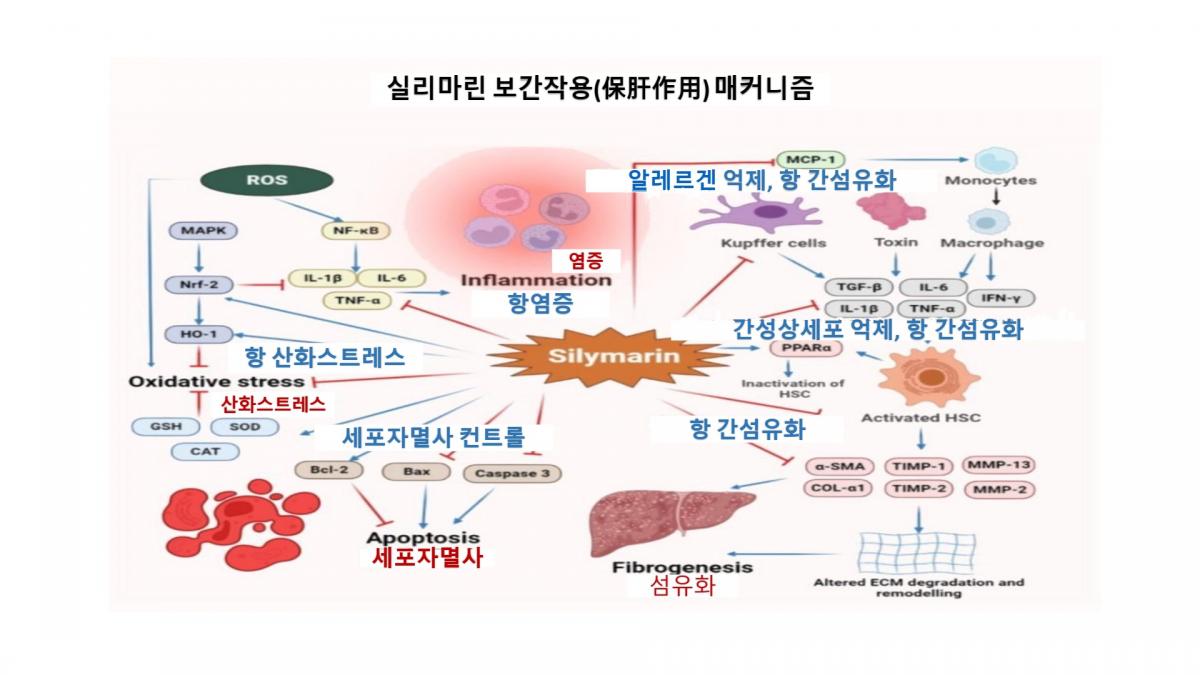 왕회장님 PPT로 실리마린의 다양하고 무궁한 기능 가치를 심화 설명圖細胞營養之7