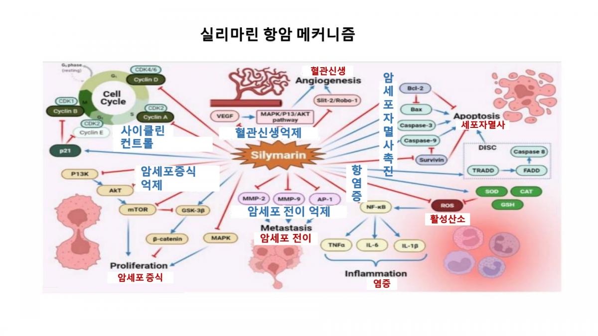 왕회장님 PPT로 실리마린의 다양하고 무궁한 기능 가치를 심화 설명圖細胞營養之9
