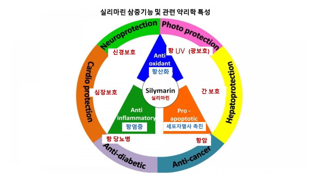 왕회장님 PPT로 실리마린의 다양하고 무궁한 기능 가치를 심화 설명圖細胞營養之12
